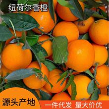 秭归纽荷尔脐橙新鲜水果摆摊榨汁当季时令橙子多汁薄皮手剥橙批发