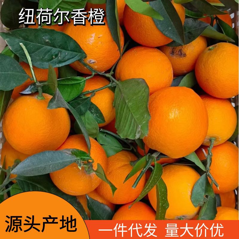 秭归纽荷尔脐橙新鲜水果摆摊榨汁当季时令橙子多汁薄皮手剥橙批发