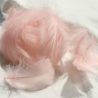 샴페인 컬러 (100 루트 배치)