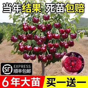 Cherry Sapling Dwarf Fruit Tree, 3–15 yr Options, 81–110 cm, Potted Courtyard Varieties