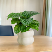 青苹果竹芋盆栽室内桌面大叶植物办公室观叶绿植四季花卉净化空气