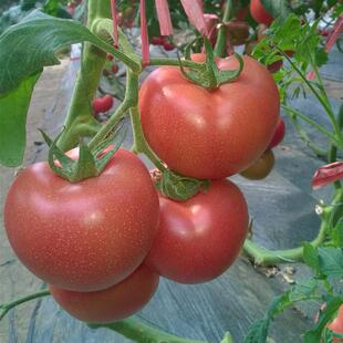 Taste Type Jinpeng No. 10 Tomato Seeds Xi'An Jinpeng Tomato Seeds Resistant to Ty Pink Fruit Large Tomato Pink Tomato