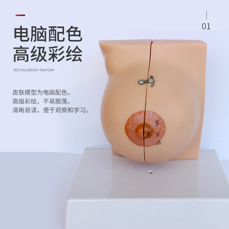 �鷿ģ����ģ���ز�����ģ�;�ֹ�ڲ�����Ů���鷿�ṹ��ҽѧ��ѧ