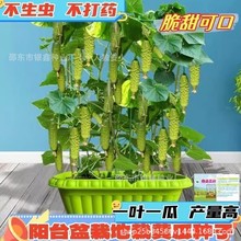 盆栽水果黄瓜种子节节瓜青瓜原装四季蔬菜黄瓜种子大全菜种子批发