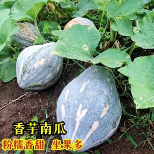 �����ϹϷN���Ϲ���������Ŵ�ϹϽ���ͥԺ�ˈ@�����߲˷N���ļ���