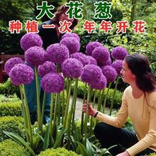 大花葱种球盆栽花卉室内植物四季绿植水生植物开花好养百合大花葱