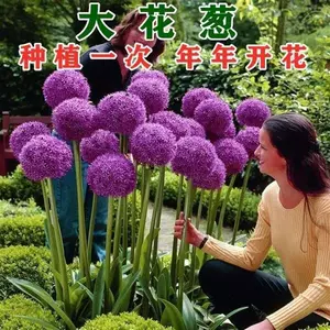 [大花葱种球盆栽花卉室内植物四季绿植水生植物开花好养百合大花葱]
