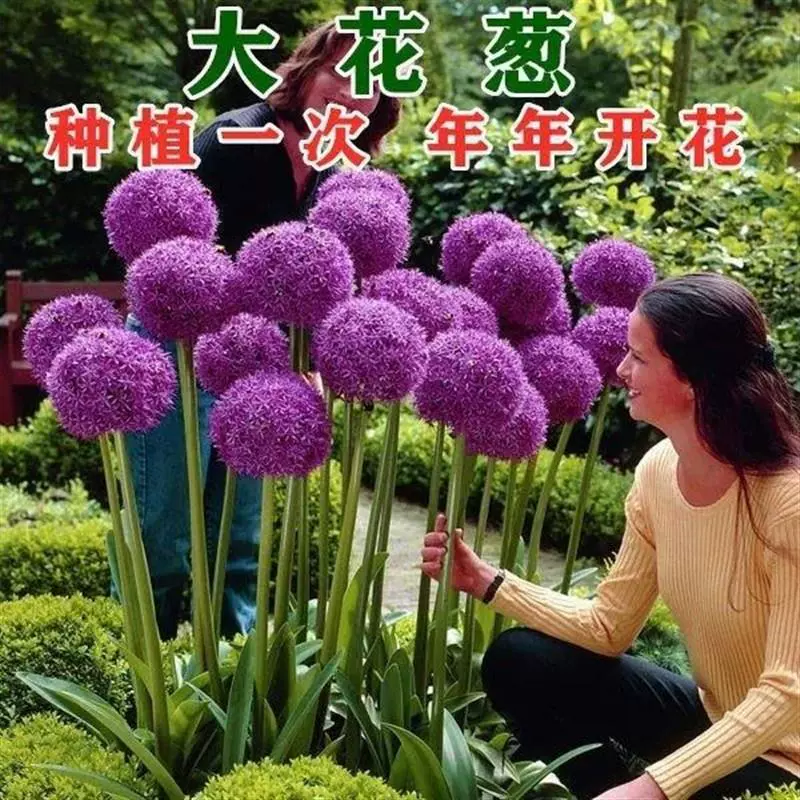 大花葱种球盆栽花卉室内植物四季绿植水生植物开花好养百合大花葱
