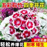 五彩石竹花种子欧石竹花籽子耐高温耐寒矮生阳台庭院四季播种开花