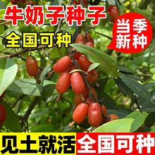牛奶子种子中药材种子四季种植剪子果秋橄榄小叶胡颓子甜枣种籽子