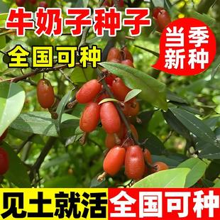 ţ���ӷN����ș�ķN���ļ��Nֲ���ӹ����ϙ�С�~���j���𗗷N����