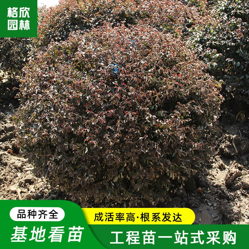 Carthamus chinensis Ball клумбы для цветов земля зеленый рассада уличный цветной блок изгородь в горошек кустовый шар красный цветок lophorus chinensis оптом