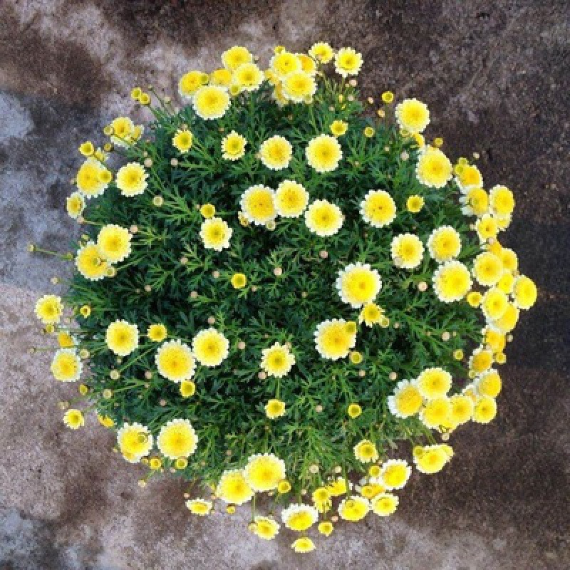 Crisantemo crisantemo semilla de flor de crisantemo pequeña semilla de flor de margarita semilla de planta en maceta de floración de cuatro estaciones semilla de flor de interior y exterior