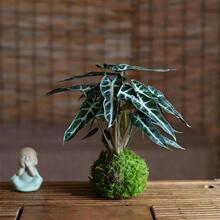 С��Ů̦�\�������^��ɏ�����k���҃�������ˮ������ȩ����С�Gֲ