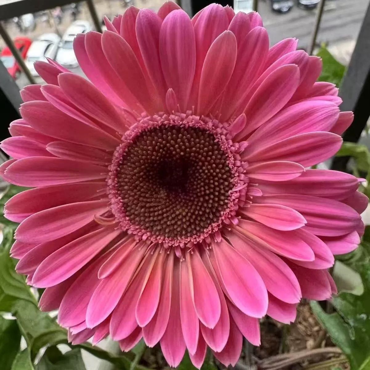 山东基地直发 非洲高杆菊花花苗菊扶郎盆栽四季开花拉丝阳台庭院