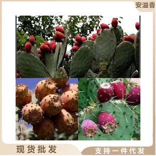 Thornless Safflower Rouge Cactus Edible Fruit Thick-Flowered Buds Sand Succulent Plant Indoor Garden Planting