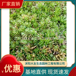 Seedling Base Supply Direct Sales Golden Leaf Buddha Grass Buddha Grass Flower Roof Greening Lawn Buddha Grass Cold-Resistant