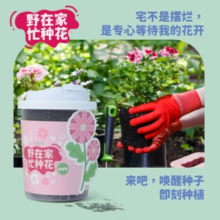 小花农桌面种植杯野在家忙种花+有机植物种植杯批发桌面种植植物