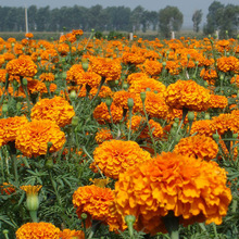 f۾շNͺļN׳ɻɫܻͥԺԷNѻ