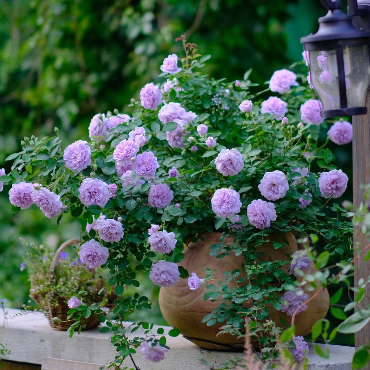 블루레인 [덩굴꽃의 강한 향기] 작은 모종