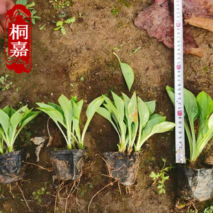 ���ع������� �޸����� ���^�@���^��ֲ���������� ���~������