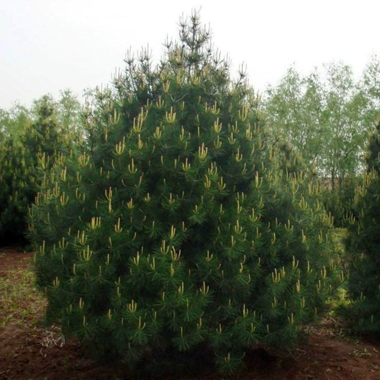 Базовые прямые продажи белой сосны, форма пагоды, проект 3.5m саженцев белой сосны 2- 8m полных спецификаций