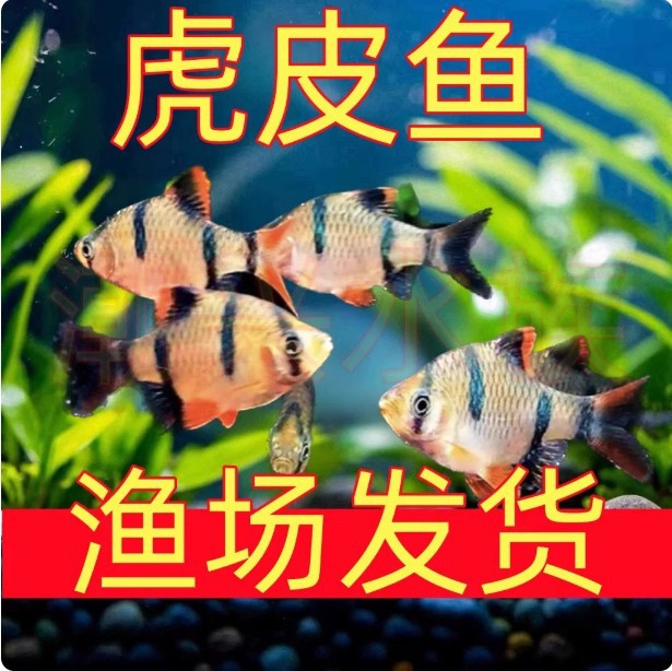 虎皮鱼热带鱼闯缸鱼四间虎皮鱼观赏鱼小型活体耐活群游鱼新手好养