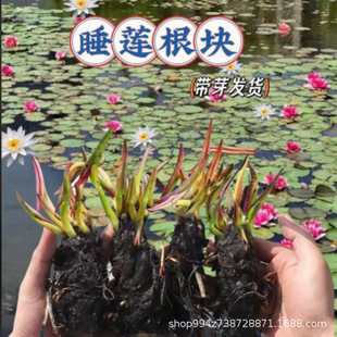 ˯ɏ���K����ˮ���˯ɏˮ��ֲ���ļ��_��ɏ���N����ɫ˯ɏ������