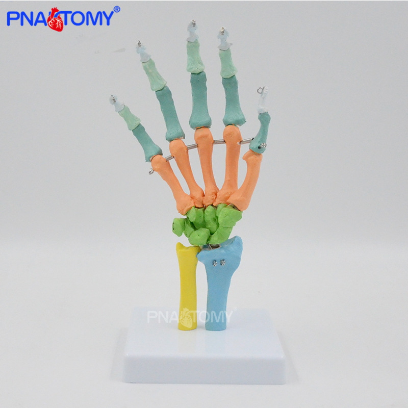 PNT-0108C 彩色手骨12.jpg