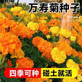 万寿菊种子花种籽子四季播种开花菊花苗盆栽南非万寿菊臭芙蓉种孑