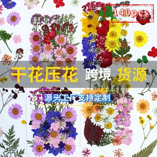 定制外贸款植物标本贴画140pcs亚马逊跨境热卖组合干花压花真花