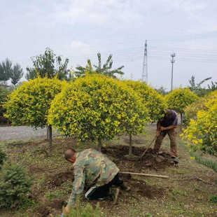 �^���߷�֦���~���� �л����Ͻ��~���� �@���o�¾G���ߗU���~����