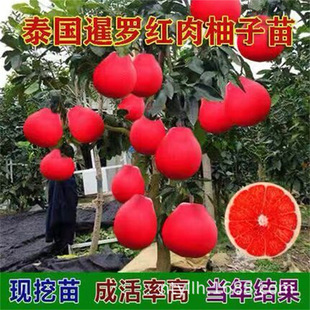 Grafted Authentic Thai Siam Red Honey Pomelo Saplings Red-Skinned Red-Fleshed Pomelo Saplings Shipped with Soil and Leaves Fruit Trees