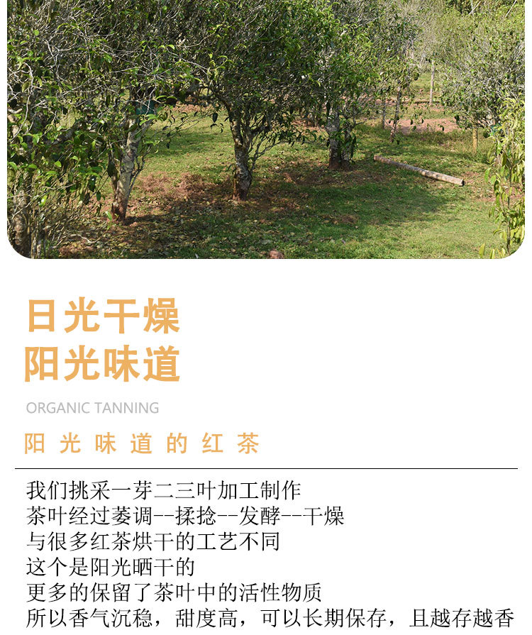 有机晒红茶_11.jpg