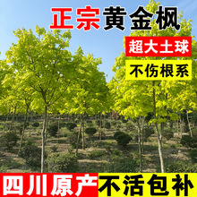 普林斯顿黄金枫四川小区园林绿化树苗金叶挪威槭红枫黄金赤枫苗木