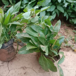 Perennial Flower Wholesale Aster, Courtyard Balcony Outdoor Aster Seedlings, Flower Sea Landscape Greening Project