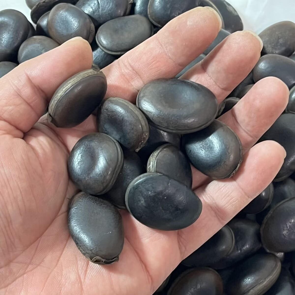 Semillas de oleifera