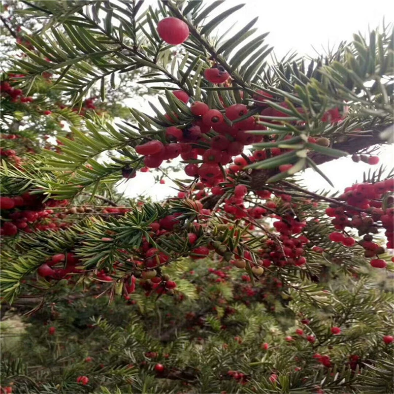 База прямых продаж саженцы японских тисов экономическое облесение саженцы вилла двор зеленый сад пейзаж озеленение саженцы