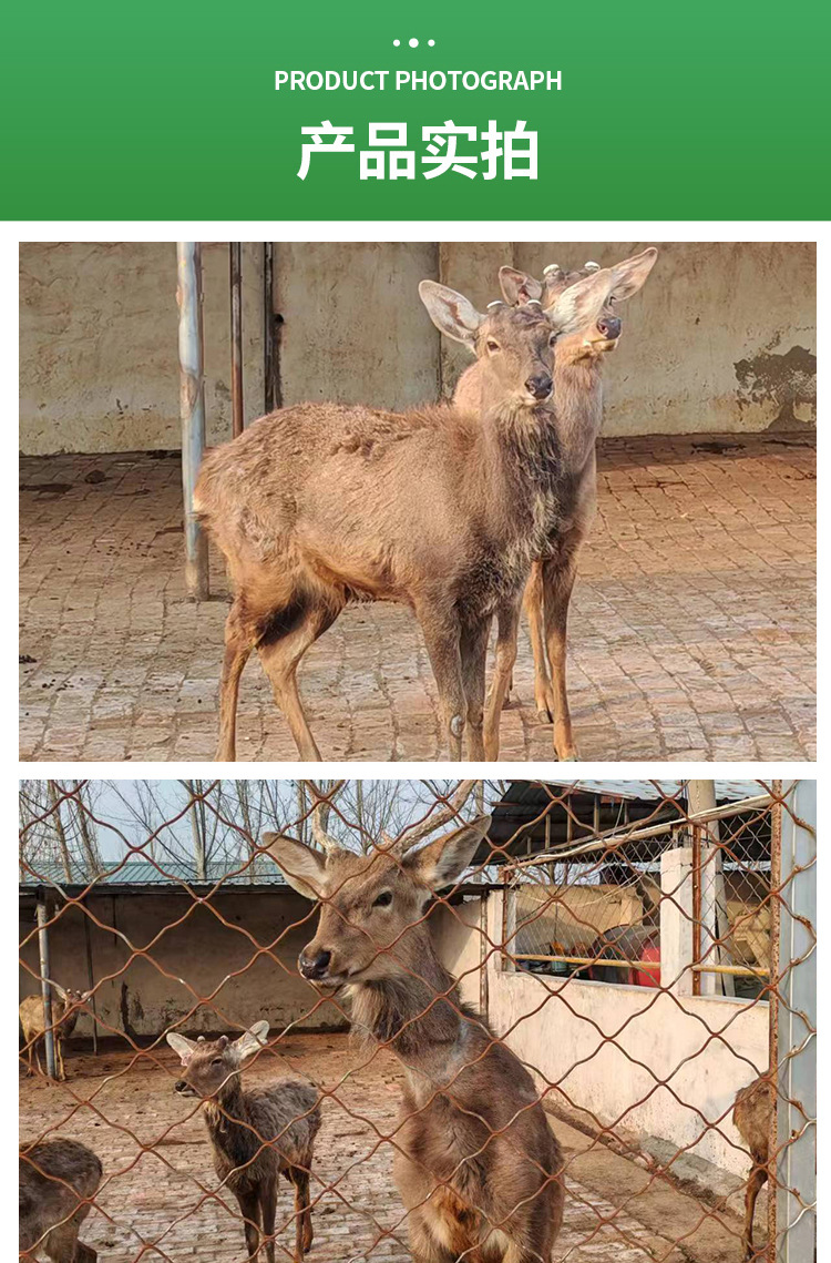 梅花鹿详情页_05.jpg