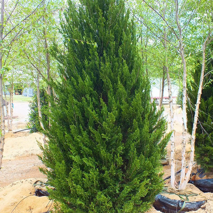 Саженцы кипариса, кипарис, сосна, плоский кипарис, боковой кипарис, круглый кипарис, драконий кипарис, пагода сосна, китайский кипарис, ветви и листья сосны для ландшафтного дизайна.