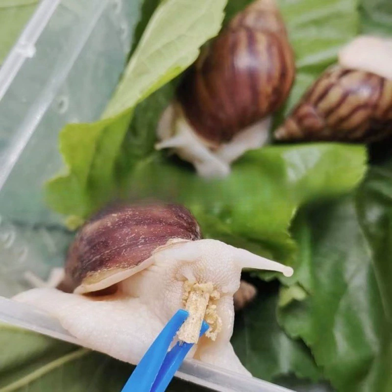Pet White Jade Snails for School Experiments, Live 2–7 cm, Educational Observation Kit