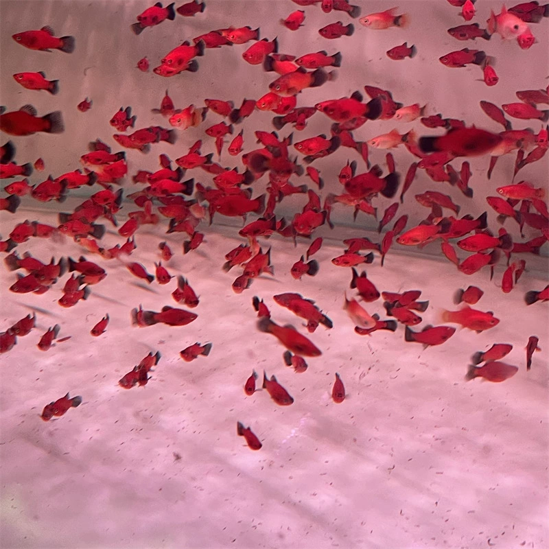 Live Blacktail Moonlight Fish (Blacktail) — Freshwater Tropical Ornamental, Sizes 1.5–3 cm, Batch Packs