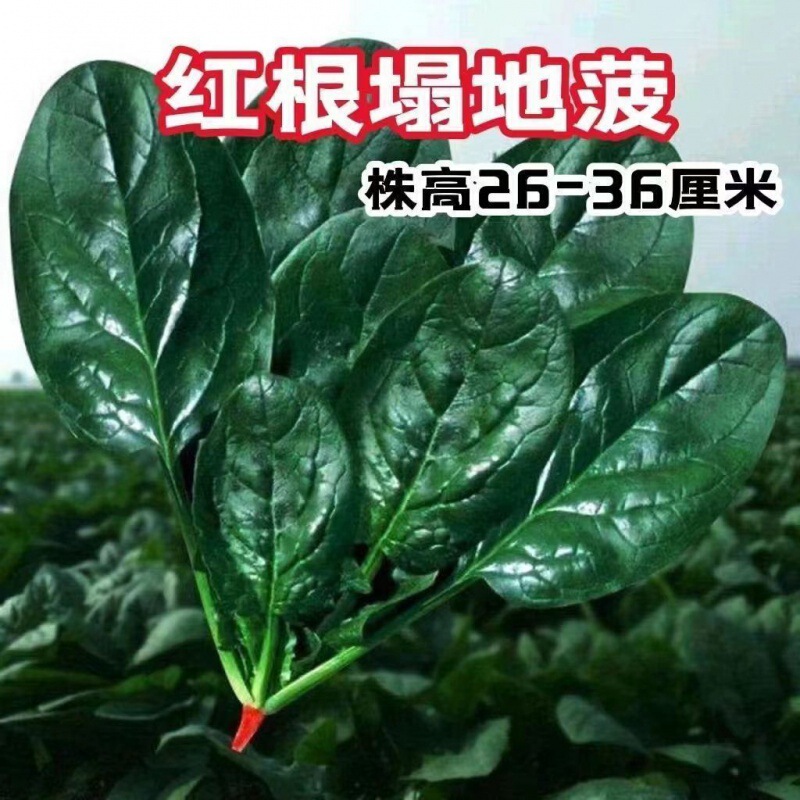 Spinach seeds on the ground Old varieties Collapsed ground Pineapple Cold-resistant and heat-resistant vegetables in spring and autumn and winter Red root Spinach easy to grow vegetables