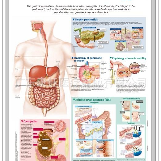 Gastroenterologi 18
