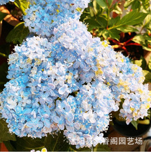 虹越绣球花无尽夏盆栽花手鞠大花八仙花观花盆栽植物革命花卉