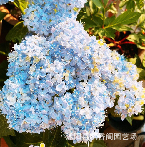 虹越绣球花无尽夏盆栽花手鞠大花八仙花观花盆栽植物革命花卉