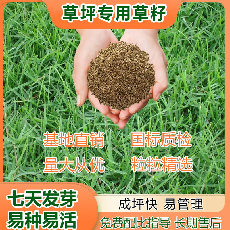 草坪专用草种子绿化固土草籽高羊茅狗牙根种子批发边坡绿化专用