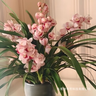 ���������F�m�����ܽ��m�ļ��m�҃��ͺ��͟�