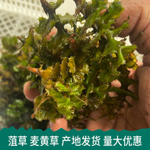 麦黄草种籽菹草种子石芽耐低温水草虾蟹养殖专用水草净化水质