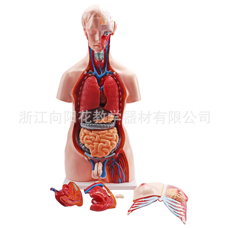 人体半身躯干两性（开背）教学模型 85CM 生物医疗教学模型23部件